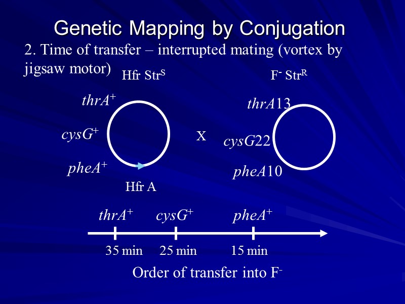 Genetic Mapping by Conjugation  2. Time of transfer – interrupted mating (vortex by